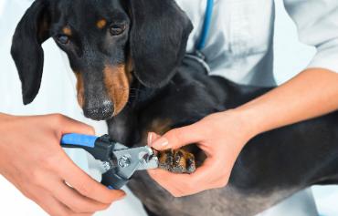 dog nail clipping, groomers, grooming, cats, dogs, fur cuts, baths, shaves