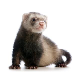 pet sitting montreal, pet care, cat sitting, cat sitters, ferrets, birds, small animal visits