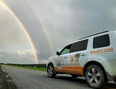 Montreal pet taxi services for dogs and cats transport