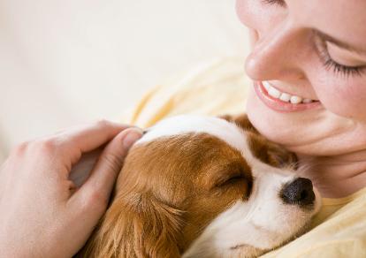 devoted pets care company motreal
